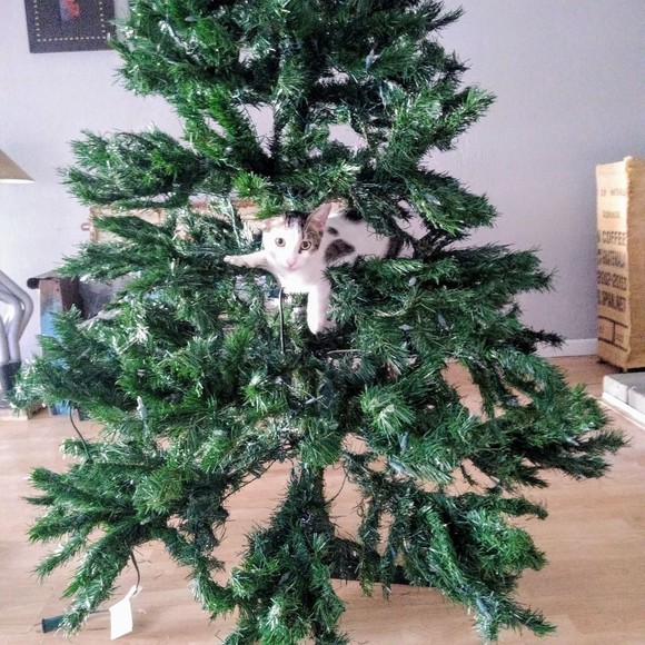 Meet your Posher, Carissa - Picture 1 of 1